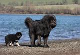 DOGUE DU TIBET 142